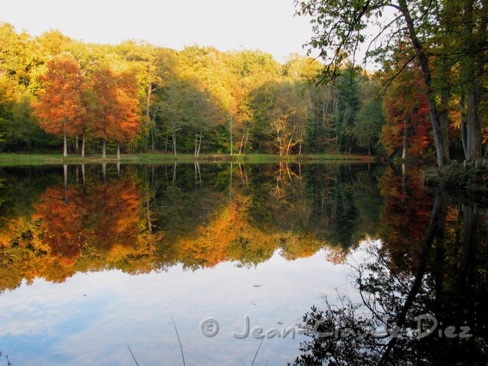 Etang de la Herse01.jpg - Etang de la Herse en forêt de Bellême